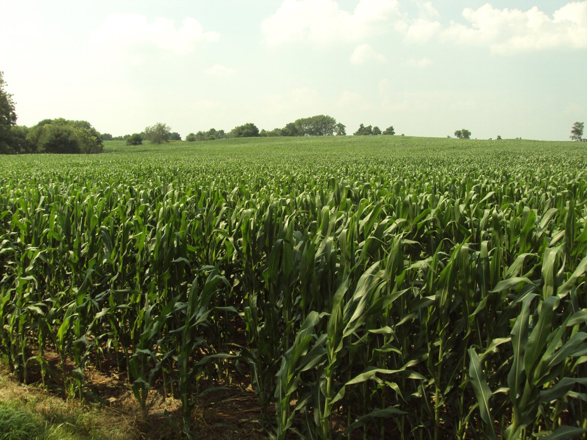 Property photo 34 - 160 Acres Offered in 6 Tracts
